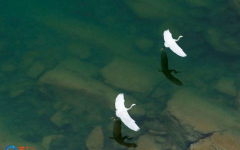 春日乌江美景图片：白鹭翩跹而舞