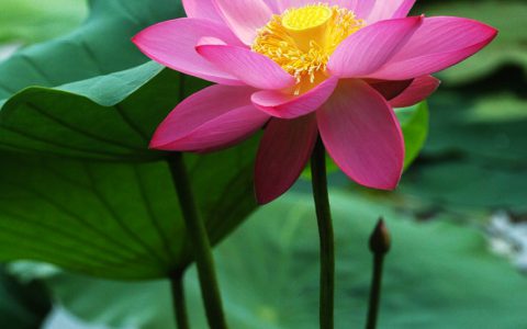 荷花图片（最美的荷花素材集锦）