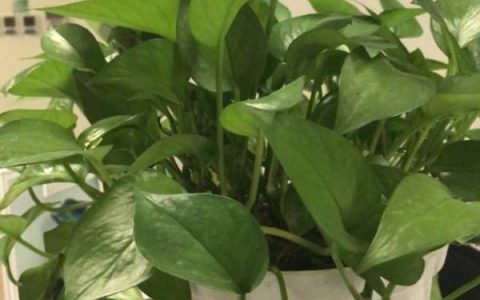 微信如何在朋友圈里分享相册里的视频