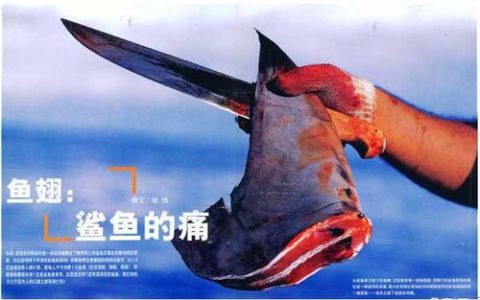 鱼翅（鲨鱼的鳍）可能导致不孕、老年痴呆，河豚含剧毒，0.5mg可致人于死命-《鱼类学》课程思政建设典型案例