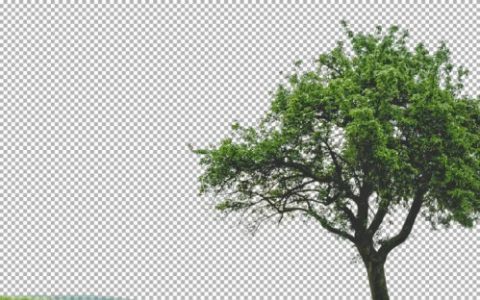 通道抠图，通过PS中的通道抠出繁琐的大树